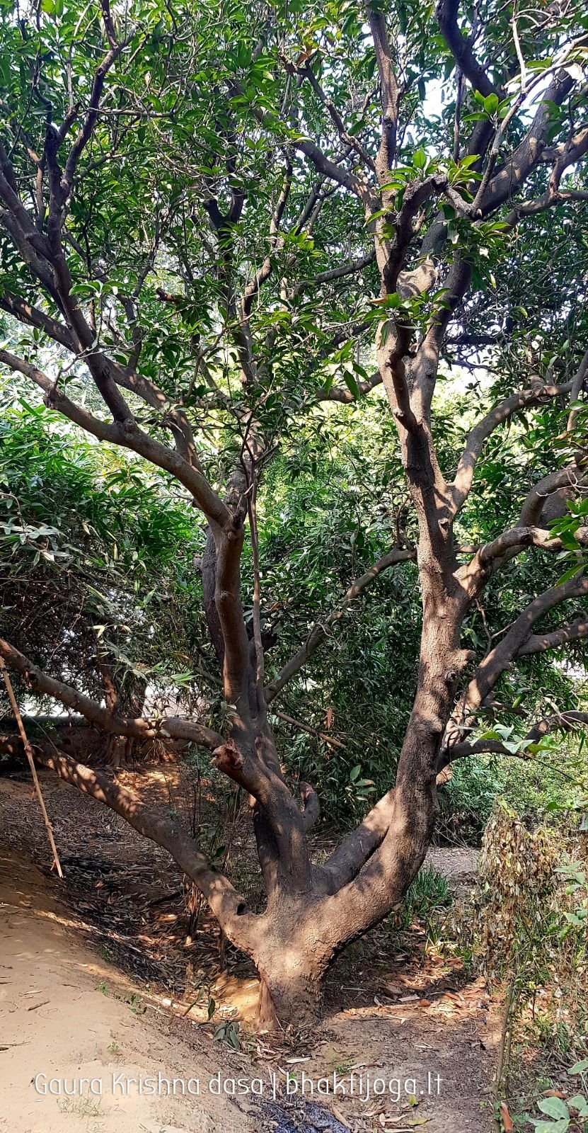  Varshana parikrama and preaching. 2019.12.10